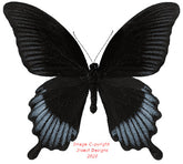 Papilio ascaphalus (Sulawesi) A-
